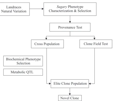 Figure 1. Overall scheme for the breeding strategy starting with provenance tests for sugary cassava and its utilization in the crosses with local adapted varieties.