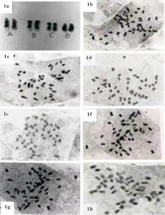 Figure 1.  a. Standard types of chromosomes; b-h. Somatic metaphase chromosomes of different potato genotypes (×1942)