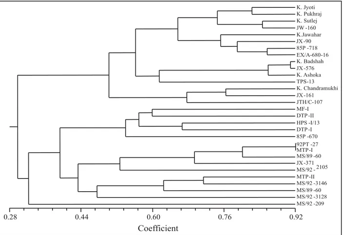 Figure 3. Dendrogram generated from RAPD markers obtained in different primers using the UPGMA algorithm.
