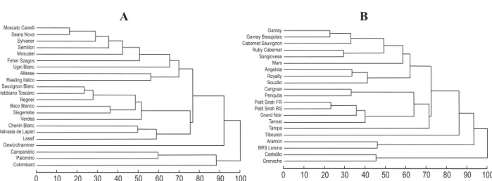 Figure 2.  Dendogram obtained by the UPGMA clustering based on the phenotypic dissimilarities A