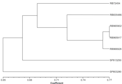 Figure 4. Dendrogram based on UPGMA representing the similarity of Dice among 7 sugarcane varieties analyzed with 17 microsatellite loci.