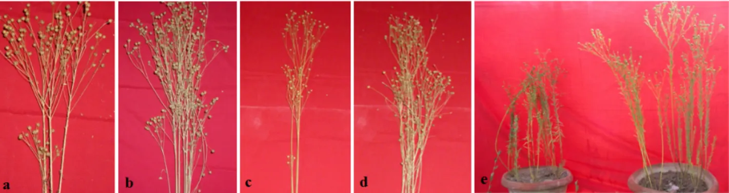 Figure 3. (a) Control Plant (b) Hormone Treated plant showing enhanced vegetative growth in field (c) Control Plant (d) Hormone treated plant show- show-ing enhanced seed yield in field and (e) Control and treated showshow-ing enhancement in seed yield and