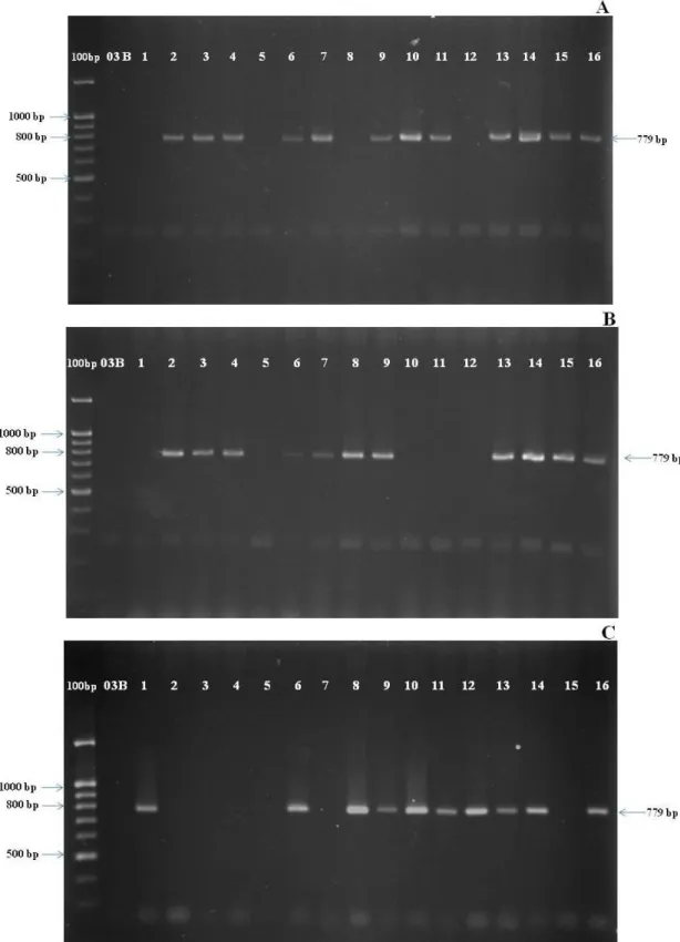 Figure 2. Agarose gel electrophoresis of DNA fragments of individual plants in the F 2  generation (A), BC 1 F 2  generation (B) and BC 2 F 2  (C) obtained  from PCR reactions of LW7 marker
