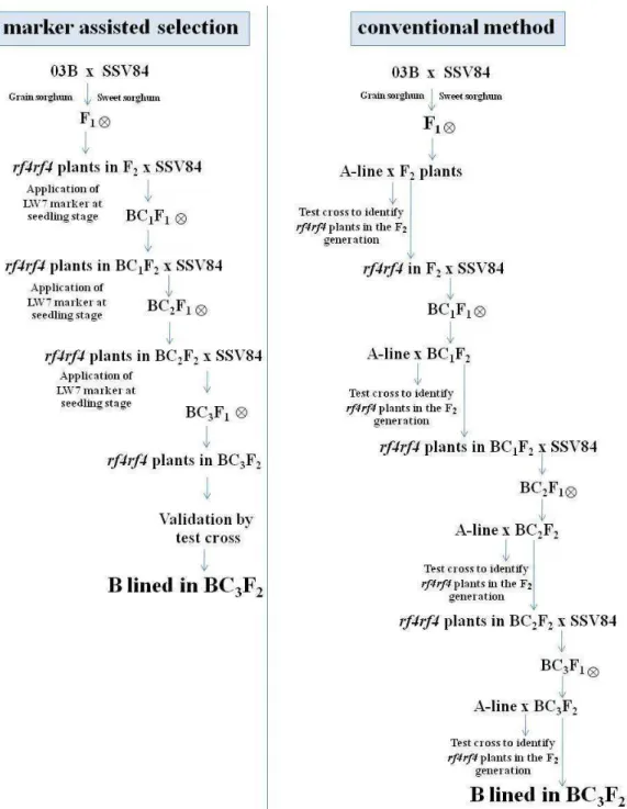 Figure 3. The diagram shows comparison of marker assisted selection and conventional method.