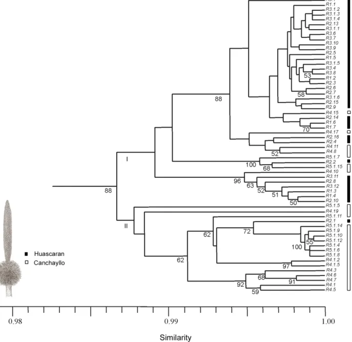 Figure 2. UPGMA dendrogram of AFLP markers based on genetic similarity. Individuals of Puya raimondii are represented by “r” and are followed  by individual/population number