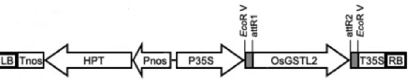 Figure 1. Structure of OsGSTL2 over-expression vector used for rice transformation. LB, left border; Tnos, nopaline synthase terminator; HPT, hy- hy-gromycin phosphotransferase; Pnos, nopaline synthase promoter; P35S, CaMV 35S promoter; OsGSTL2, coding reg