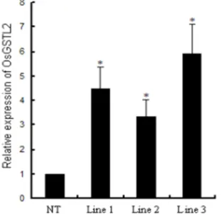 Figure 3. Real time RT-PCR analysis expression of OsGSTL2 in transgenic  rice plant. NT, non-transformed plants; Line 1-3, independent transgenic  lines