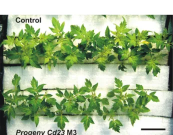 Figure 2. Plants of Cd23 M3 (lower row) with few or no toxicity symptoms  to 25 µM CdCl 2 , compared with the wild type control plants (upper row),  with chlorosis symptoms on young leaves