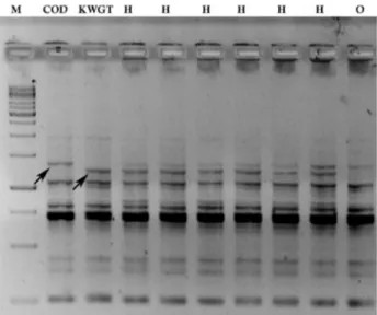 Figure 4. RAPD banding pattern of COD x KWGT parental palms and  their hybrids with the primer OPBA3