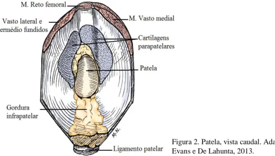 Figura 2. Patela, vista caudal. Adaptado de  Evans e De Lahunta, 2013. 