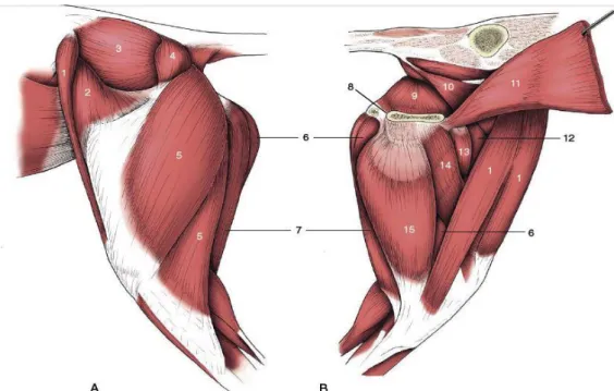 Figura 3:  Músculos do membro pélvico no cão vista lateral (A) e medial (B). 1, M. sartório; 2, M  tensor da fáscia lata; 3, M