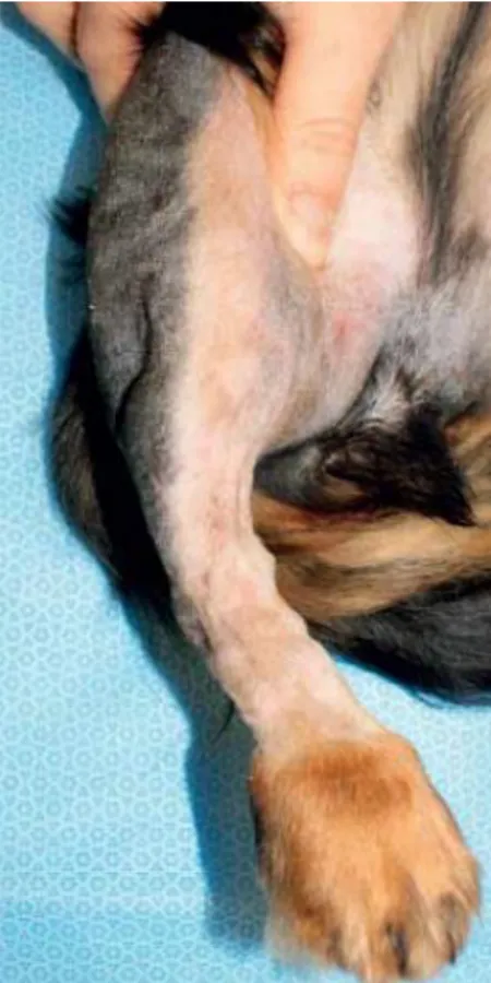 Figura  9:   Fotografia  pré-cirúrgica  do  MPD de um cão para avaliar o grau de  pes varus (Petazzoni, et al., 2012).