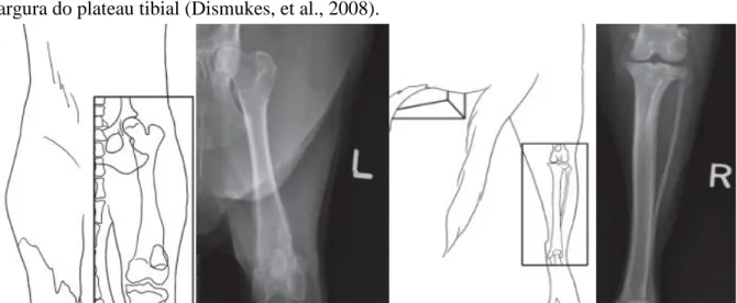 Figura 12:  Ilustração do posicionamento do animal e respetivo resultado de radiografias em projeção craniocaudal  do fémur (A1 e A2) e da tíbia (B1 e B2)