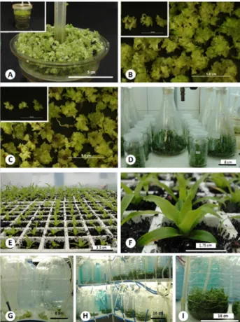 Figure 1. In vitro development of pineapple shoots and acclimatization. 