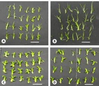 Table 1. Effect of culture medium (MSB only or MSB supplemented with  GA 3  (10 µM)) on the regeneration rate (mean ± standard deviation) of  pineapple shoots in different immersion systems (temporary or permanent)