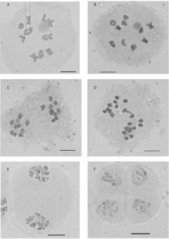 Figure 2. Idiogram of the chromosome complement of Elionurus muticus. 