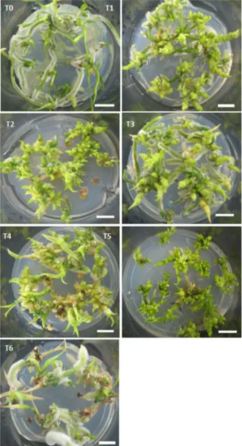 Figure 1. Cyrtopodium saintlegerianum vitroplants obtained from pro- pro-tocorms after 60 days on Knudson medium supplemented with  6-ben-zylaminopurine (BA) and α-naphthalene acetic acid (NAA)