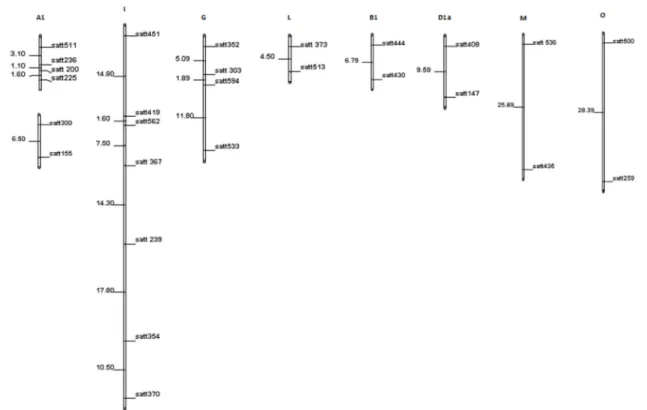 Figure 1.  Linking Groups from the analysis of the F2 population with 48 microsatellite markers based on the criteria of LODmin = 3.0  and rmax = 0.30.