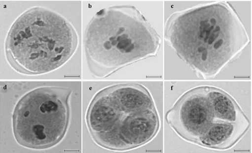 Figure 1.  Different stages of meiosis of the hybrid of Capsicum chinense and C. frutescens: a) Diakinesis; b) Early Segregation; c)  Metaphase I, presenting laggard chromosomes; d) Anaphase I, presenting laggard chromosomes; e) Tetrads; f) Triads