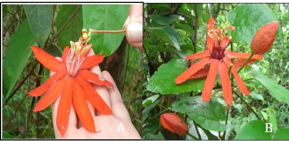 Figure 1.  Flowers of the species Passiflora cristalina (A) and Passiflora miniata (B).