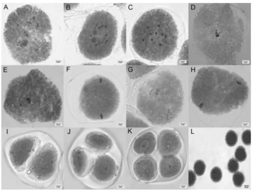 Figure 2.  Meiosis of P. cristalina (A-C) Cells in diakinesis where nine bivalents are observed; (D) Metaphase I; (E) Metaphase I with a  pair of laggard chromosomes; (F) Metaphase II; (G-H) cells in anaphase II (G) and anaphase II (H) with problems in the
