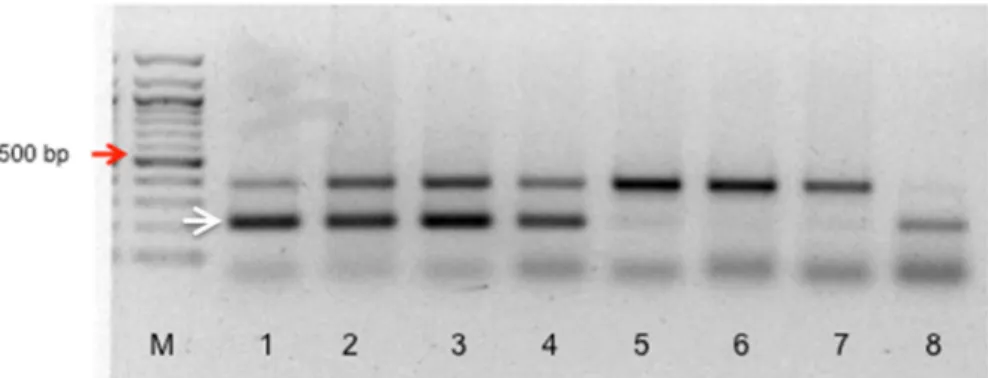 Figure 1. 1% agarose gel electrophoresis showing PCR amplification with Lr47-specific primers using genomic DNA from BC 6  plants