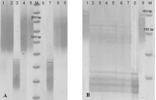 Figure 2. PCR profiles of wms493 (A) and wms533 (B) microsatellite markers flanking Fhb1, obtained from BC 3 F 2  plants