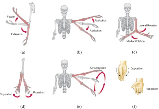 Figure 2.6: Representation of the different types of possible movements to perform with upper limbs