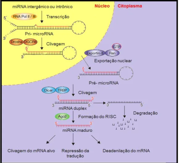 Figura 07. Biossíntese de miRNAs - adaptado de Winter et al. (2009). Esquema  da síntese de miRNAs à partir da molécula precursora pri-mirna com a participação de  RNAses nucleares e citosólicas