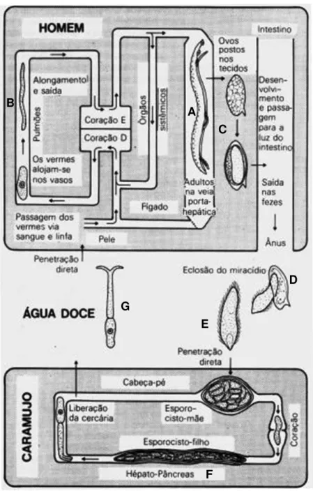 Figura 1 - Ciclo de vida do S. mansoni apresentado em diagrama esquemático - O parasito coexiste  em três ambientes distintos: o interior do hospedeiro vertebrado, o ambiente aquático e o interior do  hospedeiro  invertebrado  (moluscos  do  gênero  Biomph