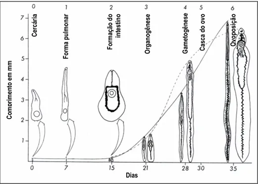 Figura 2 - Estágios de desenvolvimento de S. mansoni. O esquema ilustra o desenvolvimento do parasito em  camundongos dividido em 7 estágios