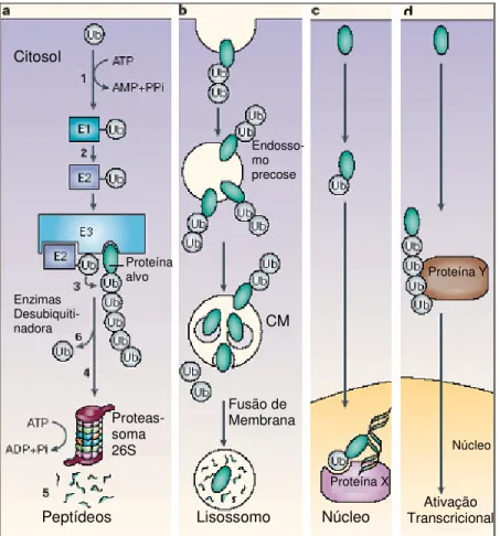 Figura  3  –  Algumas  das  várias  funções  das  modificações  dependentes  de  ubiquitina:  (a)  Uma  molécula  de  ubiquitina livre é ativada pela enzima ativadora de ubiquitina E1 por um mecanismo ATP dependente – passo  (1)
