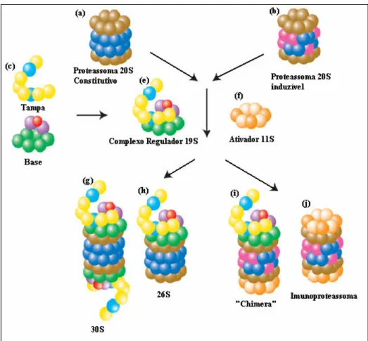 Figura 4 – Esquema representativo do proteassoma associado aos seus reguladores. As possíveis  montagens do centro catalítico 20S com o regulador 19S estão ilustradas em (g) e (h), nas figuras  (i) e (j) estão representados os imunoproteassomas