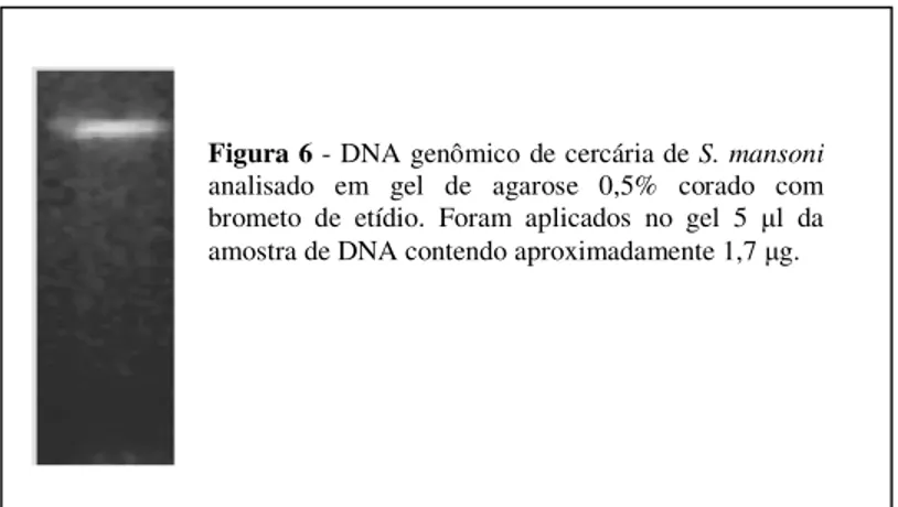 Figura 6 - DNA genômico de cercária de S. mansoni  analisado  em  gel  de  agarose  0,5%  corado  com  brometo  de  etídio