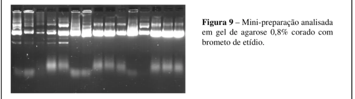 Figura 9 – Mini-preparação analisada  em  gel  de  agarose  0,8%  corado  com  brometo de etídio