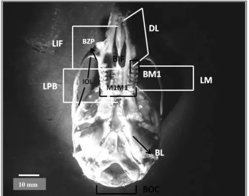 Figura 4: Vista lateral do crânio de um espécime de Bibimys labiosus (LZVUFOP 167R)  com indicações relativas as medidas cranianas aferidas no presente estudo