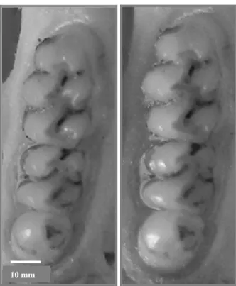 Figura 8: Molares superiores de B. labiosus (MZUFV – CM3527) representando o grau de  desgaste dental que caracteriza a classe Etária 3 - A seta preta indica o molar 3 levemente côncavo  e  a 