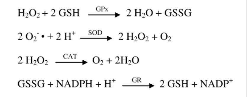 Figura  1:  Reações  catalisadas  pelas  enzimas  antioxidantes  (GPx  –  glutationa  peroxidase;  SOD  –  superóxido dismutase; CAT  – catalase; GR – glutationa redutase; GSH e GSSG – formas reduzida e  oxidada  da  glutationa,  NADPH  e  NADP+  -  formas
