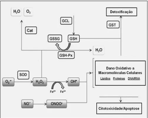Figura 2: Mecanismos enzimáticos de defesas antioxidantes. O 2 -•  radical superóxido, H 2 O 2  peróxido  de  hidrgênio,  OH•  -  radical  hidroxila ,  NO•  óxido  nítrico,  ONOO -  peroxinitrito,  SOD  superoxido  dismutase, Cat catalase, GSH glutationa r