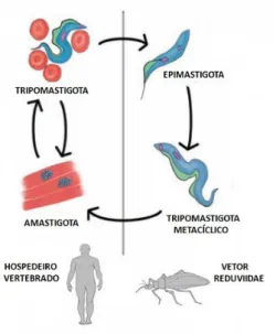 Figura 1: Ciclo de vida do T. cruzi. As diferentes formas  do T. cruzi ao longo de seu ciclo evolutivo no hospedeiro  vertebrado e invertebrado