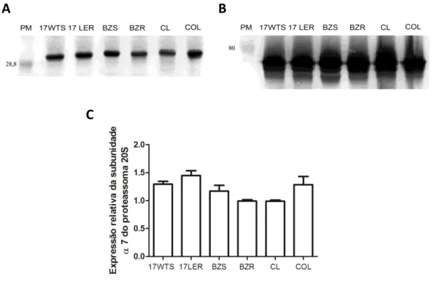 Figura 8: Expressão relativa da subunidade α7. Em A , o sinal na membrana para a proteína α7 em  B o  sinal para  a  proteína  HSP70 após reação com  NBT/BCIP