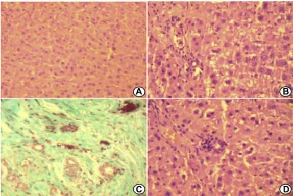 Fig. 2 e Quantification of inflammatory cells of the heterotopic fragment hepatic showed a gradual reduction according to length of permanence of the fragment
