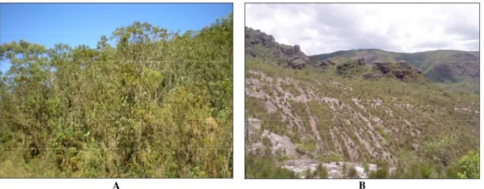 Figura 2.5 - Fitofisionomias de campo rupestres encontradas no interior do Parque Estadual do Itacolomi, Ouro  Preto - MG