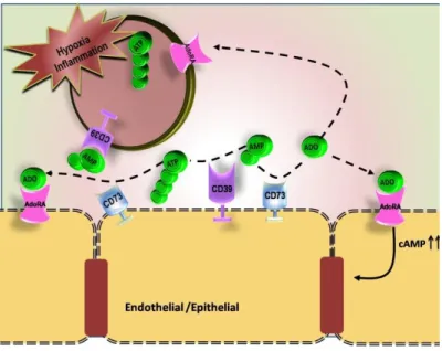 Figure  III.  Model  of  coordinated  nucleotide  metabolism  and  nucleotide  signaling  in  hypoxia  and  inflammation  (Colgan et.al., 2006) 