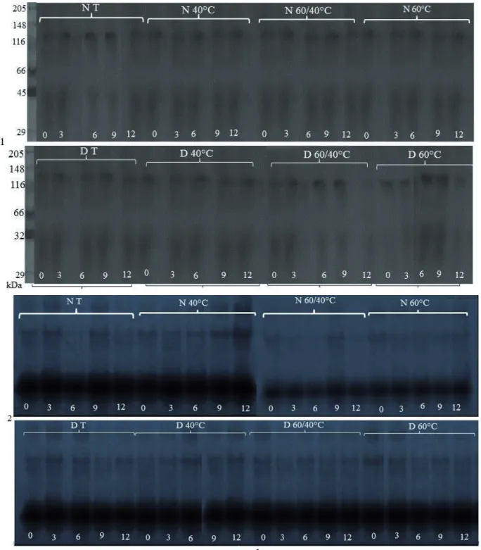 Figure 2 – Enzymatic patter throughout storage, revealed for the enzymes polyphenoloxidase (1) and peroxidase (2),  of natural and pulped grains of coffee, submitted to different drying methods