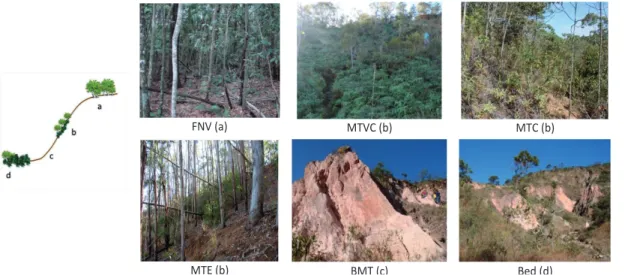 Figure 2 – General scheme of sampling and photos of the gully segments: (a) fragment with native vegetation, (b)  middle third with vegetation cover, (c) bare middle third, and (d) gully bed