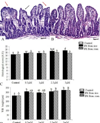Figure 1 – Effect of IP6 from rice and corn on jejunum  explants histology. A- Control with moderate lesions, villi  atrophy (black arrow) and villi fusion (red arrows), , H&amp;E,  bar 50 µm