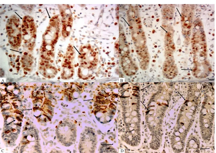 Figure 3  –  Effect of IP6 on jejunum explants on cellular proliferation, apoptosis and Cox-2 expression