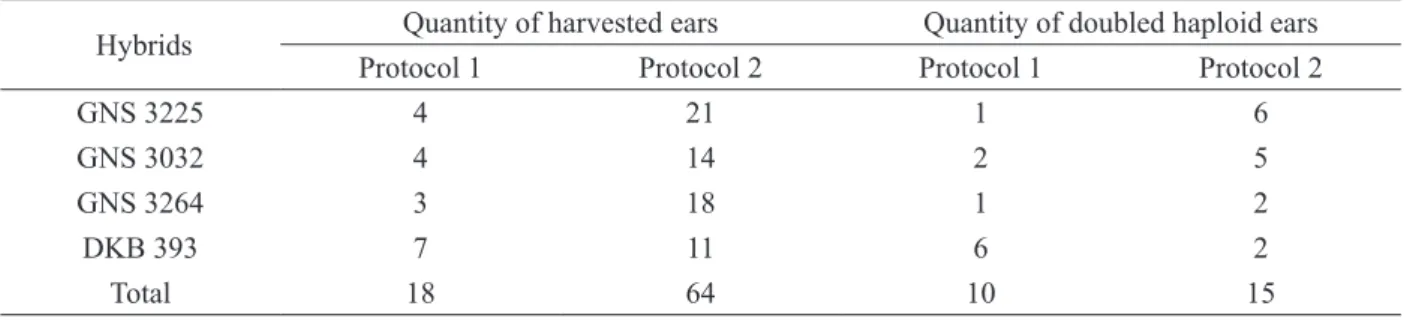 Table 2: Quantities of ears harvested in the field and ears of doubled haploid plants after the self-fertilization of  duplicated plants.