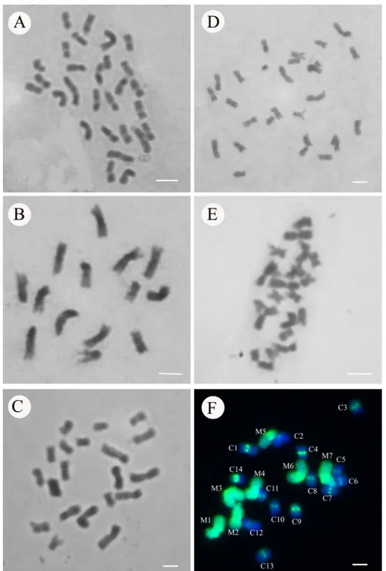Figure 1:  Metaphases  from  the  genotypes  analyzed  in  the  present  study.  Representative  Parental  Napier  grass  (2n  =  4x  =  28),  BAG  63  (A)  and  BAG  54  (D);  female  parental  pearl  millet  (2n  =  2x  =  14),  M  36  (B);  triploid  in
